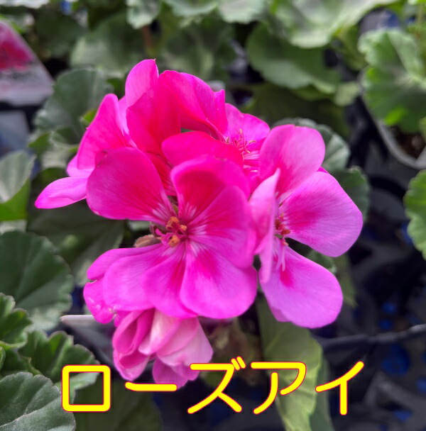 香香 様 ゼラニウム苗 3品種 香香 様 ゼラニウム苗 多品種 香香 様