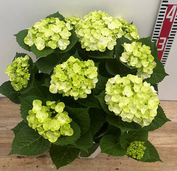 楽天市場】【花終わり】アジサイ（紫陽花、あじさい） グリーンラテ 6