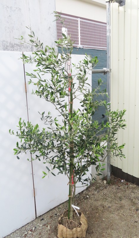 楽天市場】【現品】オリーブの木 アスコラーナ 苗木 樹高1.7m G191