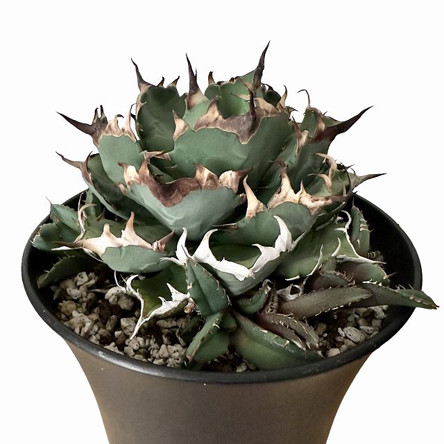 楽天市場】agave titanota アガベ チタノタ 【子株5つ付き】【観葉植物