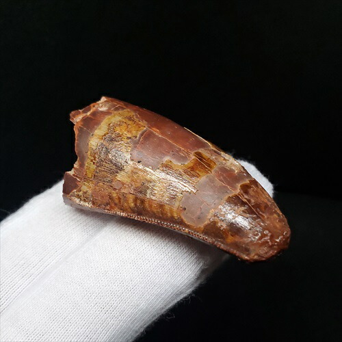 楽天市場】【送料無料】【カルカロドントサウルス/歯/化石/恐竜】極上