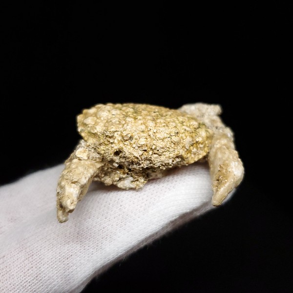 楽天市場】【送料無料】【カニ/化石/蟹】美品 カニ 本物 化石