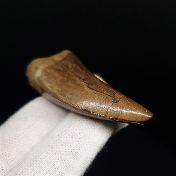 楽天市場】【送料無料】【アベリサウルス/歯/化石/恐竜】極上