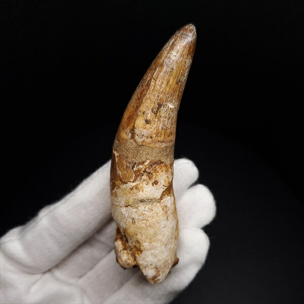 楽天市場】【送料無料】【ワニ/歯/化石/恐竜】古代 ワニ エロスクス 歯