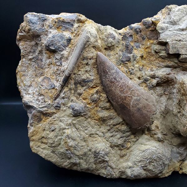 楽天市場】【送料無料】【ティラノサウルス/t-rex/歯/化石/恐竜】母岩