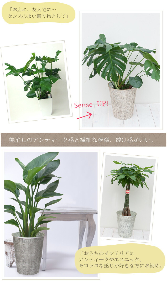 楽天市場】鉢カバー 『アスティオ』 7〜8号用 鉄製 直径28cm 大きめ