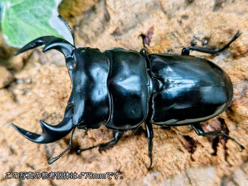 楽天市場】アンタエウス オオクワガタ（ペット・ペットグッズ）の通販