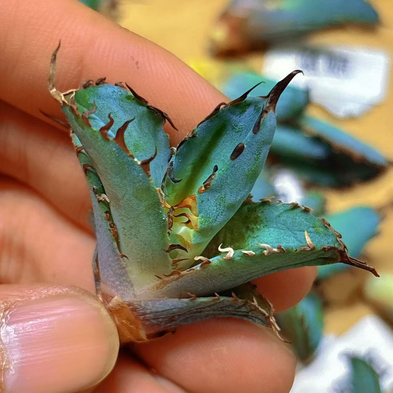 楽天市場】アガベ チタノタ ブラックアンドブルー 強棘 黒刺 カット苗