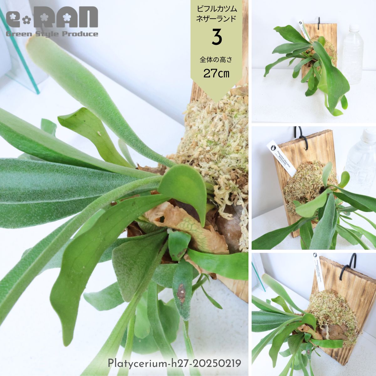 楽天市場】＼ポイント5倍／【選べる現品発送】シダ植物 ビカクシダ