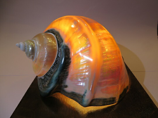 楽天市場】【ふるさと納税】夜光貝ランプ : 鹿児島県喜界町