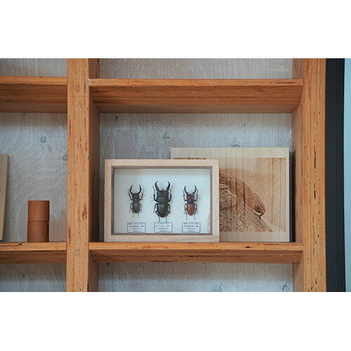 楽天市場】【ふるさと納税】【数量限定】匠の昆虫標本桐箪笥「クワガタ