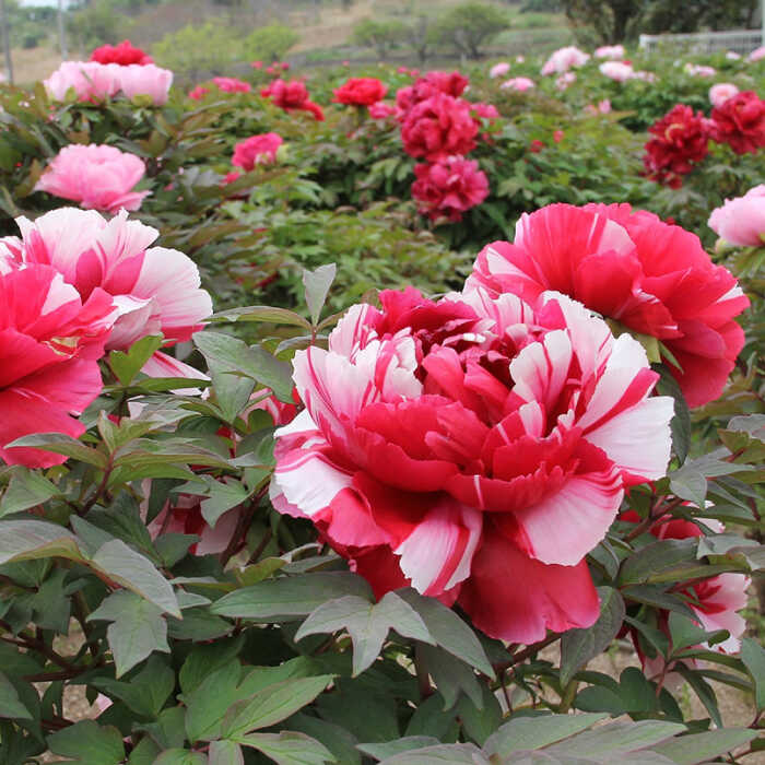 楽天市場】【ふるさと納税】牡丹 松江大根島牡丹苗(3色セット) 島根県