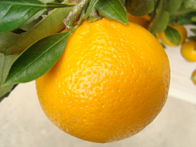 楽天市場】【スイートスプリング】6年生接木苗オレンジの苗1本で実が