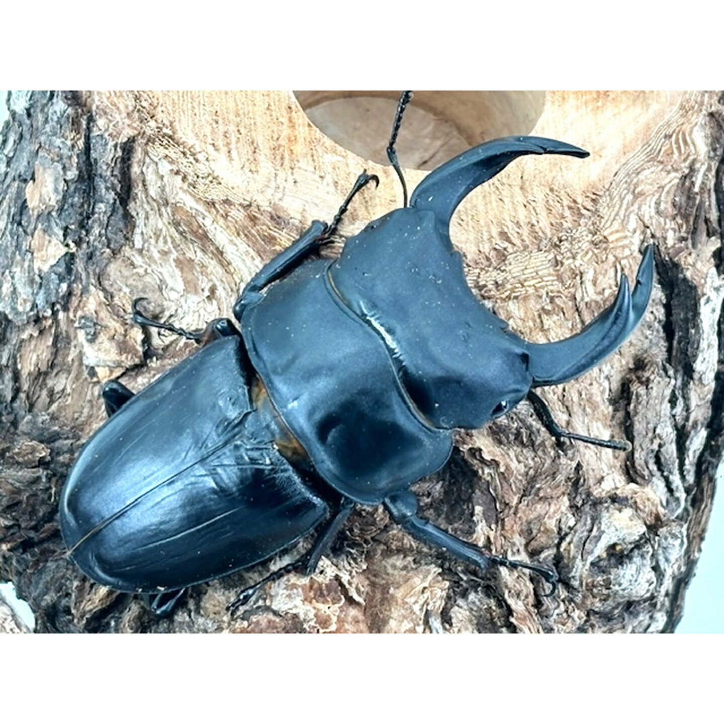 楽天市場】特大血統【DDA】能勢産オオクワガタ(能勢YG) 成虫 ♂75～超