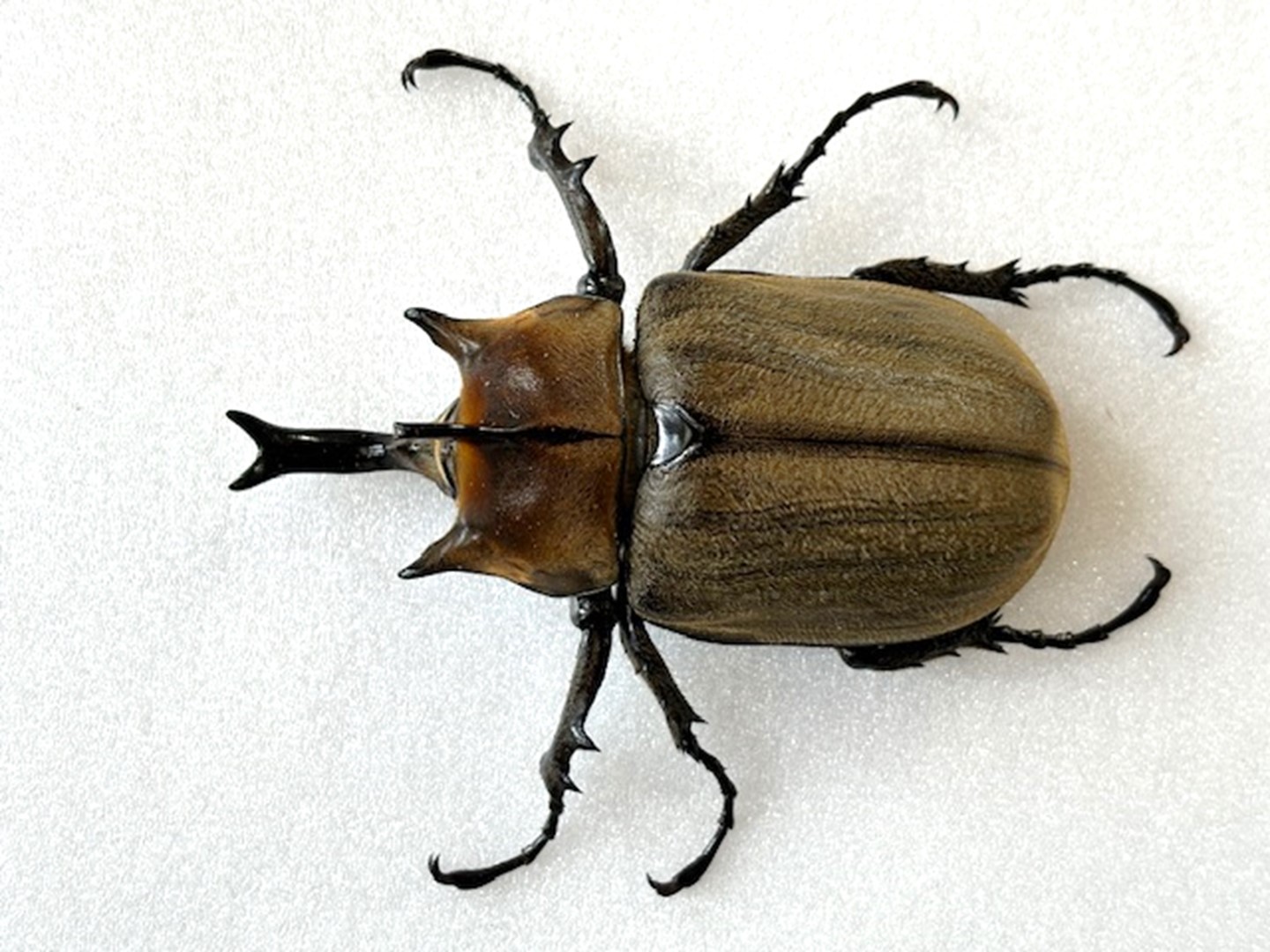 楽天市場】美麗/希少種【DDA】ギアスゾウカブト(ルンバッシャー) 成虫