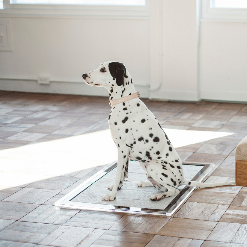 楽天市場】【犬 トイレ】トイレ 犬用 犬 ドッグ おしゃれ アクリル