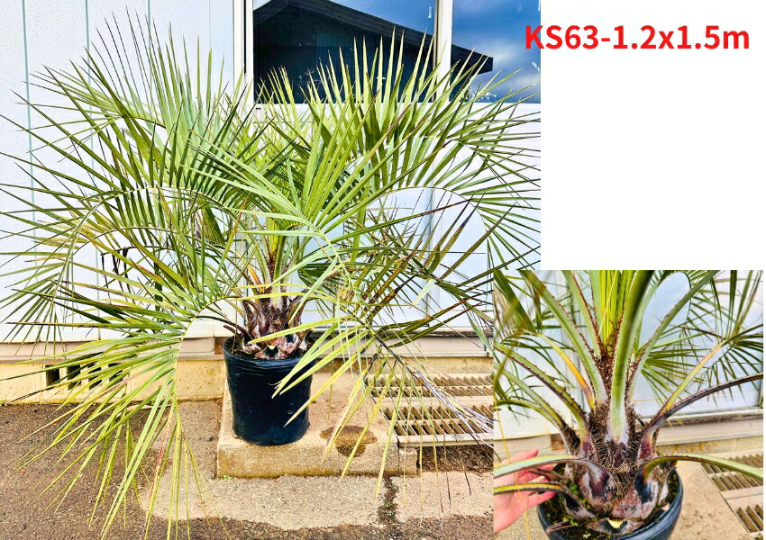 楽天市場】【現品発送】 ココスヤシ 10号 樹高1.2-1.3m(鉢底から) 南国