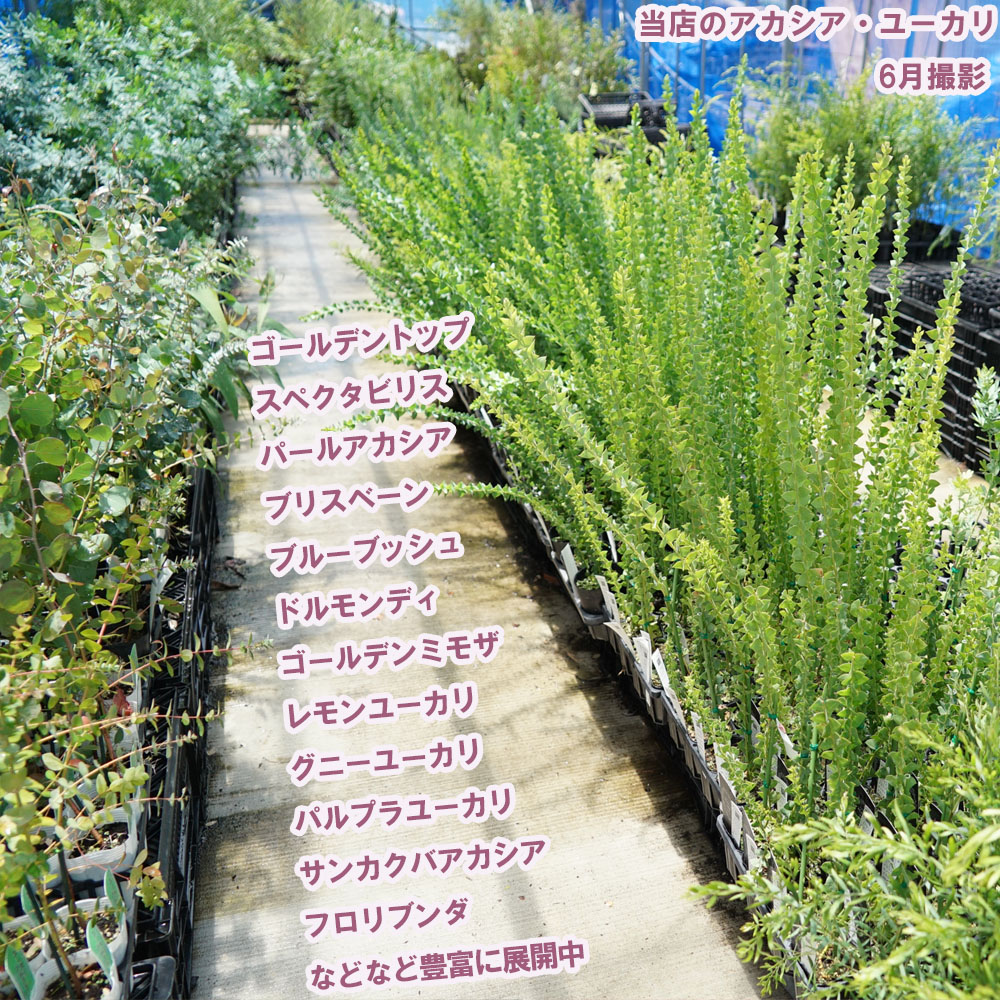 楽天市場】アカシアの木 【ブルーブッシュ】 4号ポット苗 : 苗木部