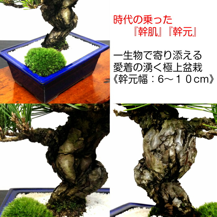 楽天市場】盆栽 松《別格》樹形美 樹齢20年 極太捻転幹 黒松『瑞宝