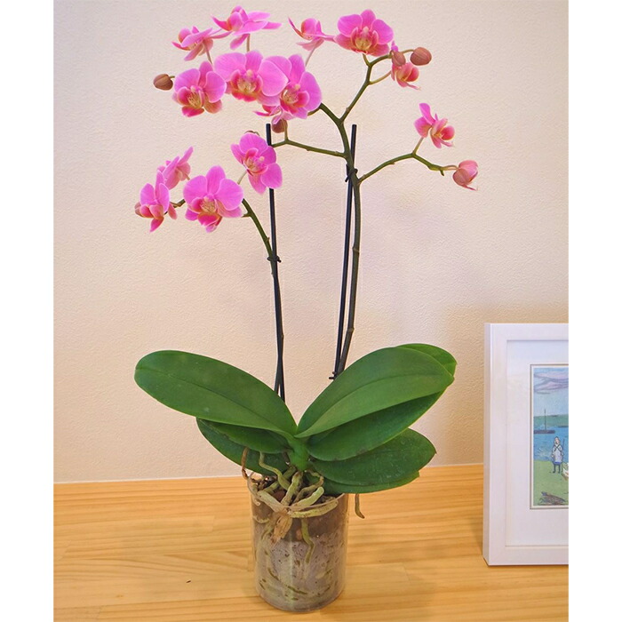 楽天市場】【SS限定価格】ミディ 胡蝶蘭 2本立 ダブル プラスチック