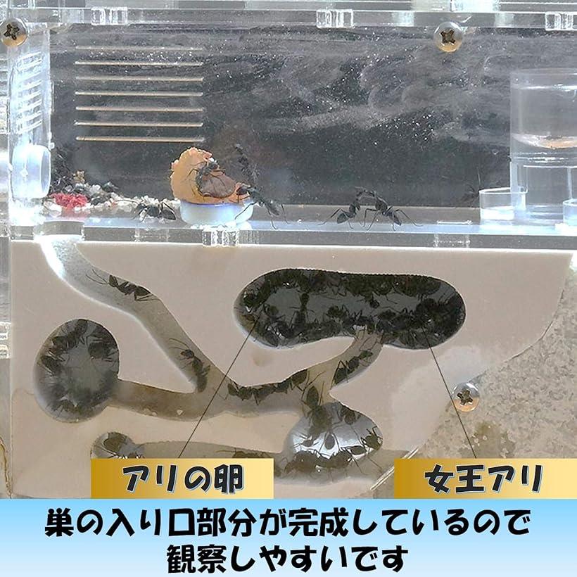 楽天市場】アリの巣観察キット 自由研究 昆虫採集セット 飼育ケース