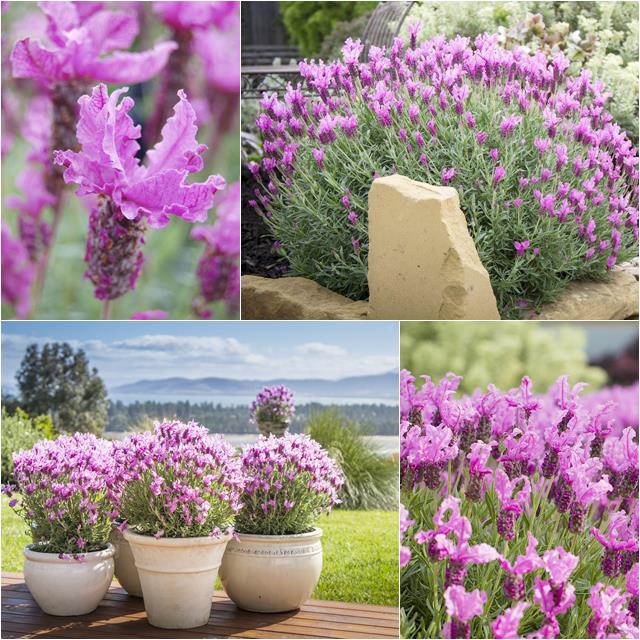 楽天市場】【ラバンドゥラ属】フレンチ系ラベンダーザ プリンセス 3.5