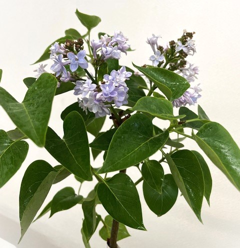 楽天市場】ライラック プレジデントグレビー 接木2年生 1本 : e-フラワー