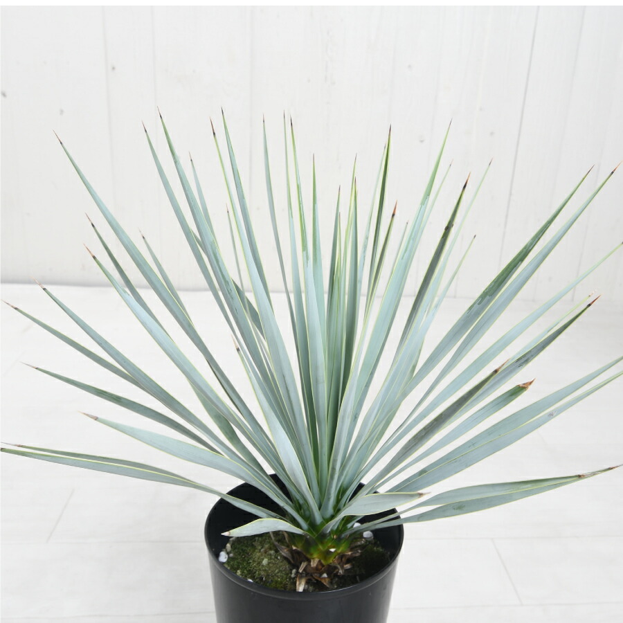 楽天市場】ユッカ ロストラータ 5号鉢 耐寒性 耐暑性 丈夫 植木 庭木