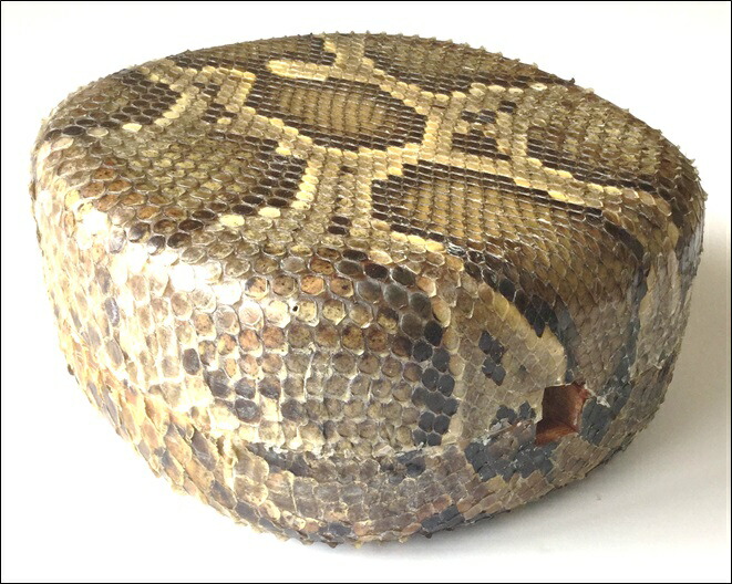 楽天市場】三線 チーガ 胴 本蛇皮強化張り 盛島開鐘タイプ : 三線職人