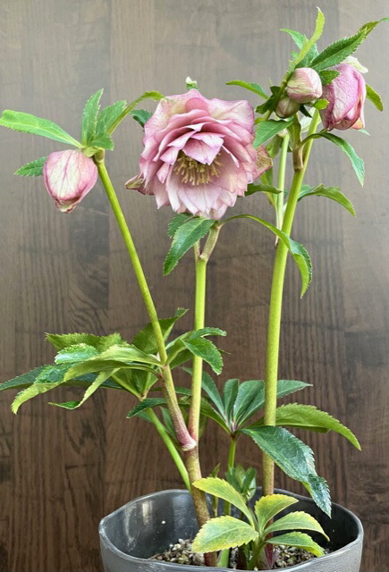 楽天市場】クリスマスローズ 広瀬園芸 グラデーションピンク 多弁系