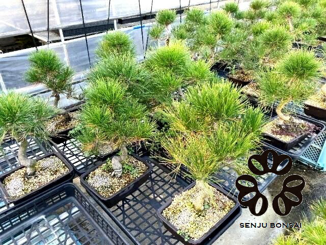 楽天市場】【千寿盆栽】 盆栽 BONSAI 松の木（黒松：クロマツ） 8号