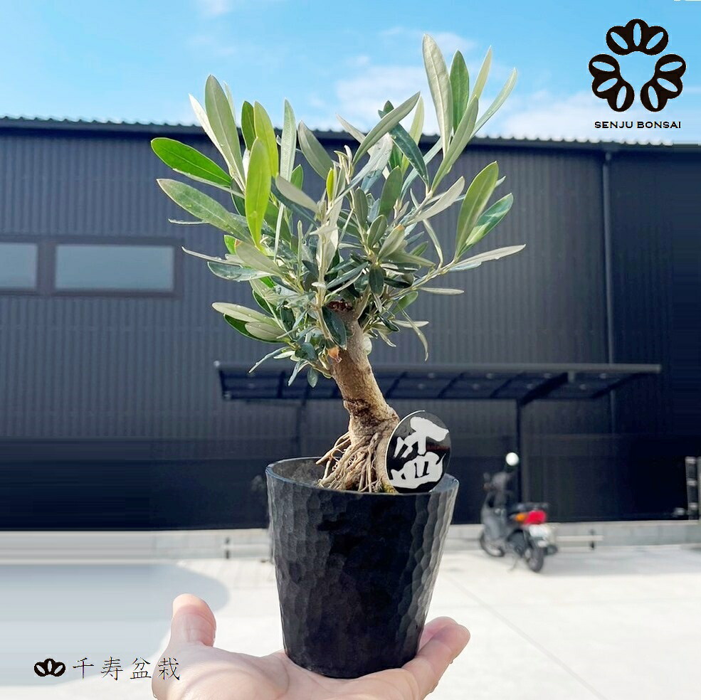 楽天市場】オリーブ（盆栽仕立て） 3号 デザインプラスチック鉢 1鉢