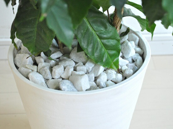 楽天市場】new!! コーヒーの木 白セラアート鉢に植えたコーヒーノキ