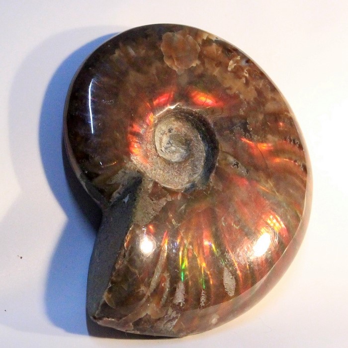 楽天市場】アンモナイト 化石｜Ammonite アンモライト菊石 fossil