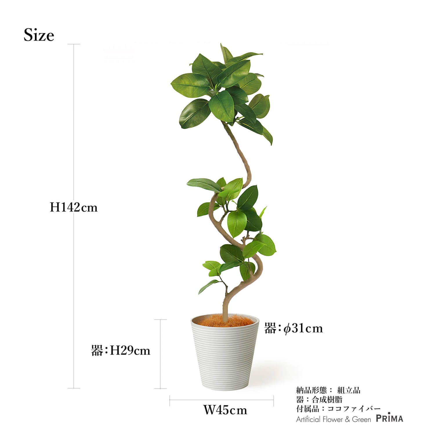 楽天市場】【公式】フィカスアルテシマ GWプランター H142cm 観葉植物