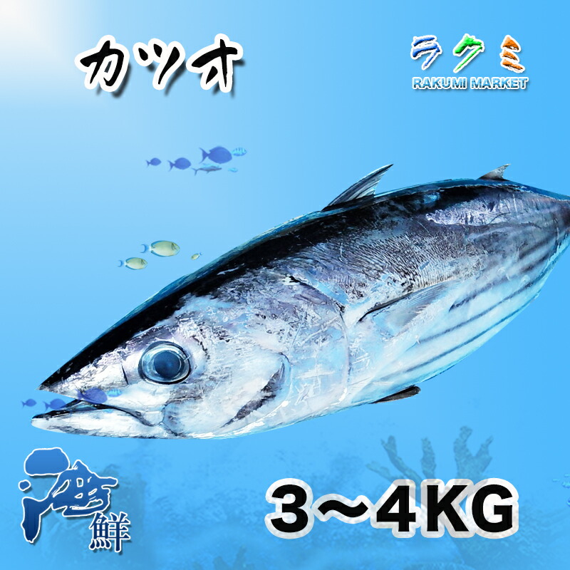 楽天市場】【厳選仕入】カツオ 1尾（約3-4kg）まるごと1本 一本釣り