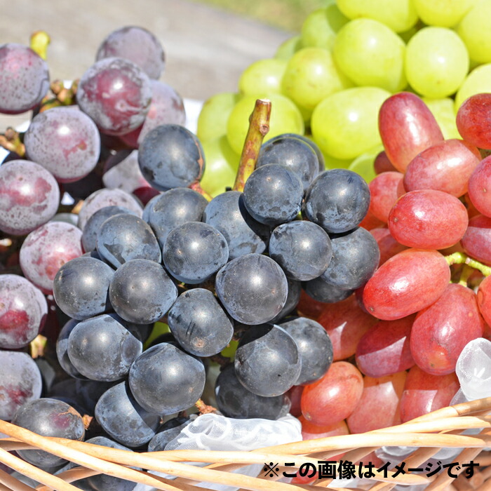 楽天市場】潮風®ぶどう しまねスイート（600g） : すくも特産品