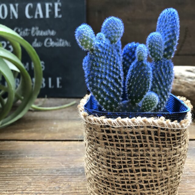 楽天市場】【 ブルーバニーカクタス 】 ☆ 青色 ウチワサボテン 白桃扇