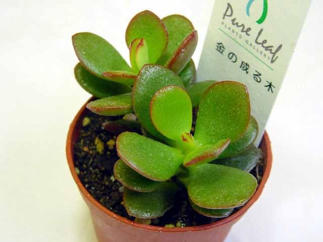 楽天市場】多肉植物【金のなる木】クラスラ【観葉 金運UP！元祖・金の