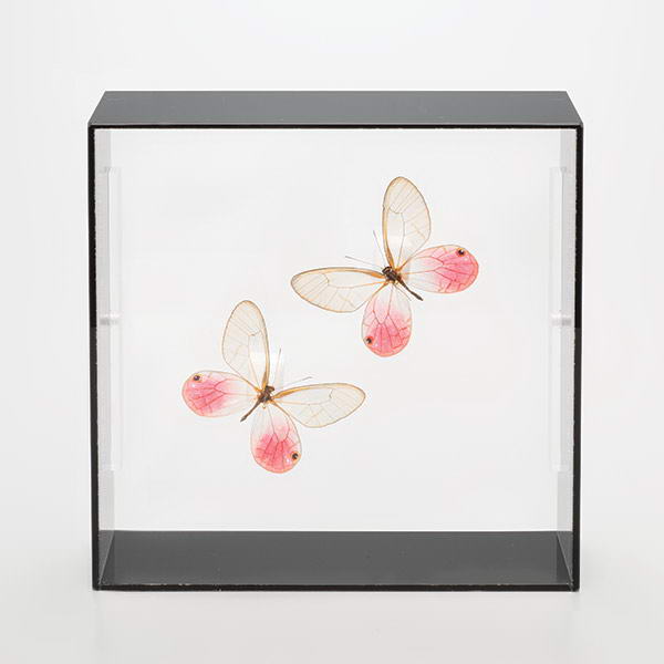 楽天市場】標本 オオルリアゲハの通販