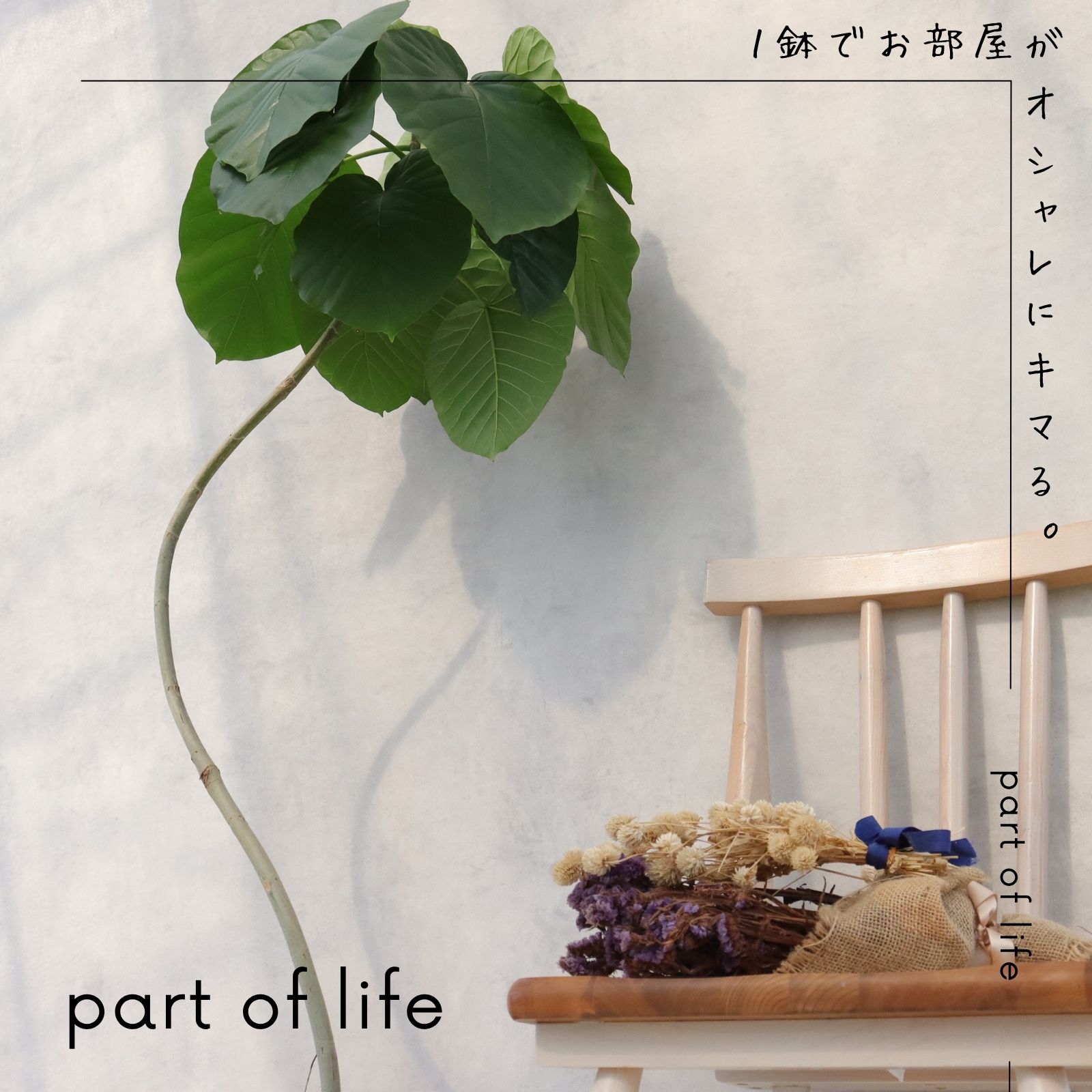 楽天市場】フィカス ウンベラータ 曲がり S字 仕立て ゴムの木 お祝い