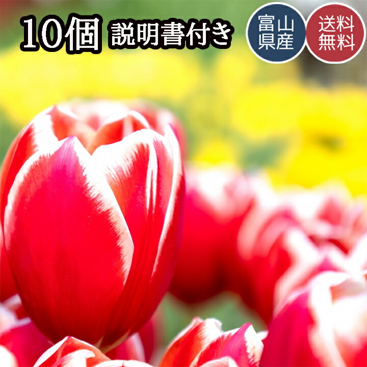 楽天市場】チューリップ 球根 おまかせミックスも 可愛いお花 安心の