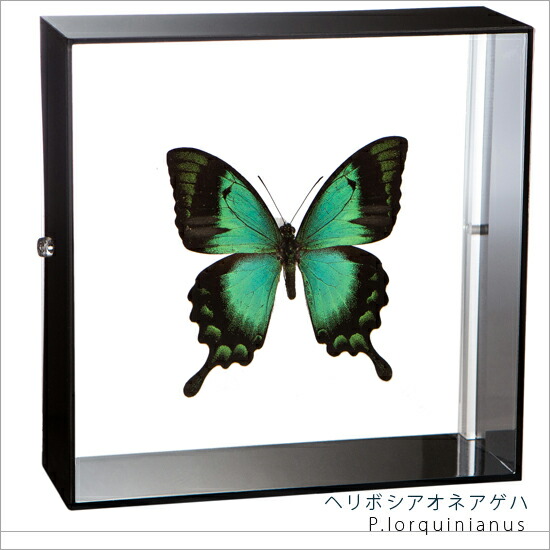 楽天市場】標本 オオルリアゲハの通販