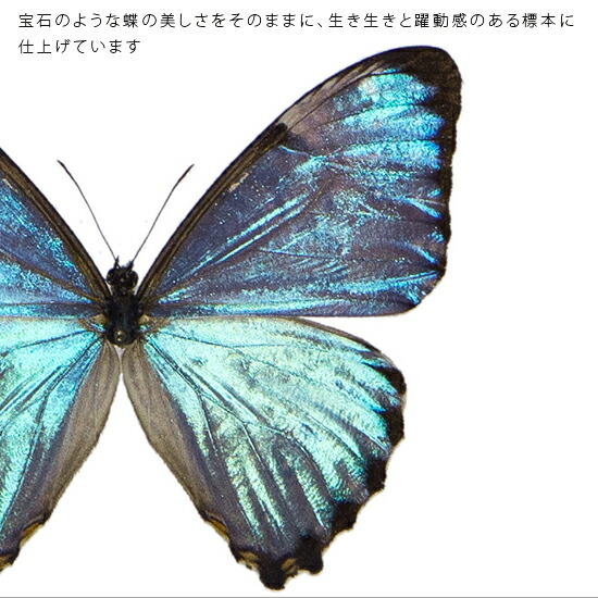 楽天市場】昆虫標本 蝶の標本 ポルティスモルフォ アクリルフレーム