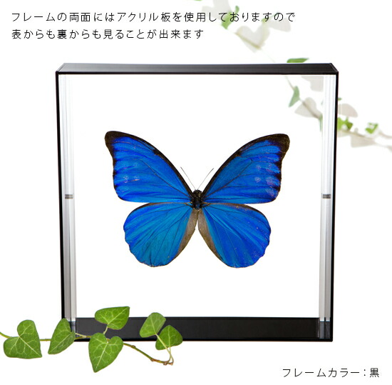 楽天市場】昆虫標本 蝶の標本 アナクシビアモルフォ アクリルフレーム