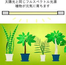楽天市場】植物育成 直ぐに設置 簡易型（簡単設置）フルスペクトル