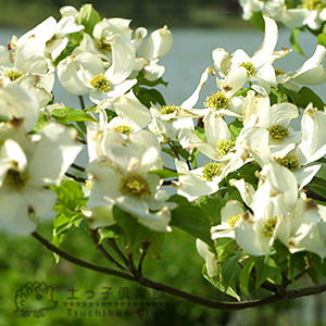 楽天市場】ハナミズキ 『 クラウドナイン 』 13.5cmポット苗 : 花と緑