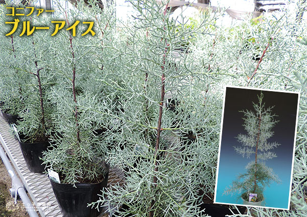 ブルーアイス 苗木 137cm❗8号 綺麗な葉色 シルバーブルー 鉢カバー