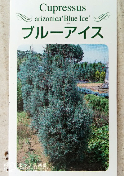 楽天市場】コニファー 『 ブルーアイス 』 12〜15cmポット苗 【 送料