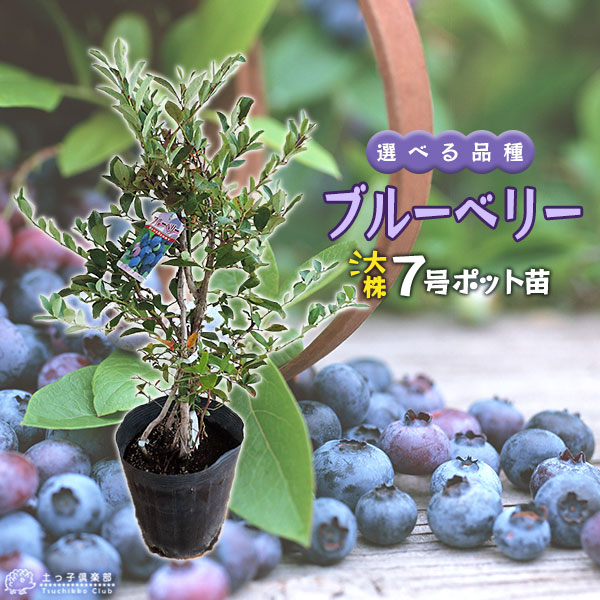 楽天市場】ブルーベリー （ 5年生 ） 7号ポット苗木 大苗 【 選べる